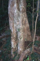  צילום: http://en.wikipedia.org/wiki/File:Syzygium_australe_-_Mt_Keira.JPG