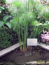  צילום: http://en.wikipedia.org/wiki/File:Kew.gardens.papyrus.plant.arp.jpg