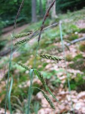  צילום: http://en.wikipedia.org/wiki/File:Carex_flacca.jpeg