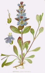 צילום: Ajuga reptans - botanical illustrations, Bilder ur Nordens Flora, Bilder ur Nordens flora (asterids)