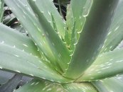  צילום: Aloe vera, Flickr images reviewed by File Upload Bot (Magnus Manske)