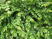 אשכרוע ירוק עד 'שיחני' Buxus sempervirens Suffruticosa, סירטון