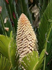  צילום: Cycas revoluta (male cone), GFDL, License migration redundant