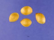  צילום: Ginkgo biloba seeds, PD USDA