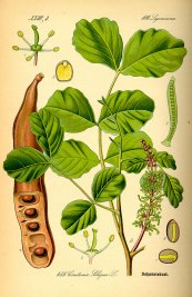  צילום: CC-PD-Mark, Ceratonia siliqua, Fabaceae botanical illustrations