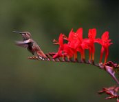  צילום: http://en.wikipedia.org/wiki/File:Hummingbird-_among_and_Crocosmia.jpg