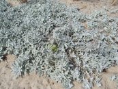  צילום: Artemisia stelleriana, Craigville, Massachusetts, Self-published work