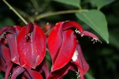 אלמוגן כרבולתי Erythrina crista-galli, סירטון
