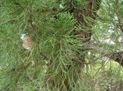  צילום: GFDL, Juniperus chinensis, License migration completed