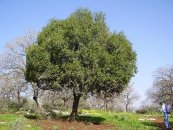  צילום: Images from the Pikiwiki project, Lower Galilee, Quercus calliprinos