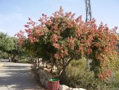  צילום: Images from the Pikiwiki project, Jerusalem Biblical Zoo, Koelreuteria bipinnata