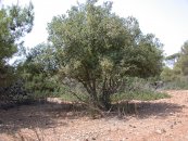  צילום: Flora of Israel, Images by Gidip, Quercus calliprinos