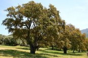  צילום: GFDL, License migration redundant, Quercus suber in France