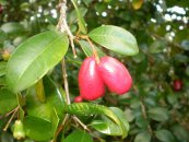  צילום: http://en.wikipedia.org/wiki/File:Syzygium_australe_fruit1.JPG