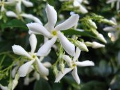 טרכלוספרמון יסמיני Trachelospermum jasminoides, סירטון