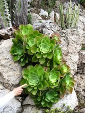 צילום: Aeonium canariense, PD-self, Specimens in the Jardin exotique de Monaco