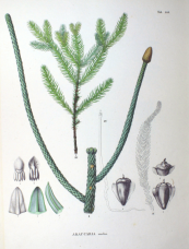  צילום: Araucaria heterophylla (cultivated), PD-self