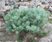  צילום: Artemisia arborescens, GFDL, License migration completed