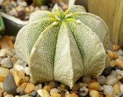Astrophytum myriostigma variegata
