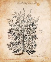 צילום: Artemisia arborescens, CC-PD-Mark, PD-Art (PD-old)
