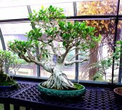  צילום: Bonsai in Krohn Conservatory, Ficus retusa bonsai