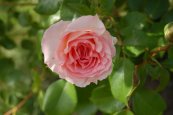 ורד ברמר שטאדמוסיק™