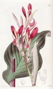  צילום: CC-PD-Mark, Canna indica, Edwards's Botanical Register, vol. 15