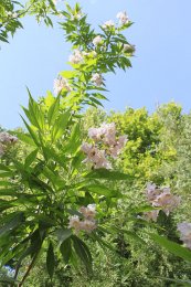  צילום: Bignoniaceae in May, Self-published work, × Chitalpa tashkentensis