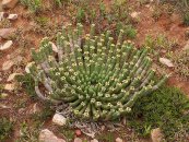  צילום: Eastern Cape, Euphorbia caput-medusae