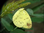  צילום: Albizia julibrissin, Butterflies of Kadavoor, Eurema blanda