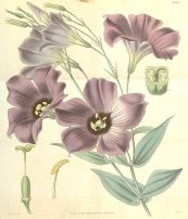  צילום: CC-PD-Mark, Curtis's Botanical Magazine, Volume 65, Eustoma exaltatum