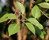 פיקוס בנימיני ירוק Ficus benjamina, סירטון