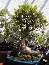  צילום: Ficus retusa bonsai, GFDL, License migration completed