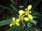 נאומריקה ארוכת עלה Neomerica longifolia, סירטון