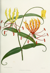  צילום: Familiar Indian flowers, Gloriosa superba, PD US