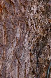  צילום: GFDL-1.2, Ginkgo biloba (bark), Photographs by Derek Ramsey