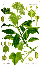  צילום: Araliaceae botanical illustrations, CC-PD-Mark, Hedera helix (illustrations)
