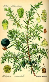  צילום: CC-PD-Mark, Juniperus communis illustrations, PD Old
