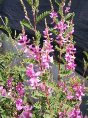 ניל שונה פרחים – Indigofera heterantha,  סירטון