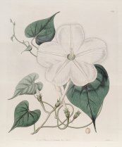  צילום: Botanical Register, vol. 11, CC-PD-Mark, Ipomoea alba
