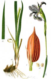  צילום: CC-PD-Mark, Deutschlands Flora in Abbildungen (Monocotyledonae), Iris spuria