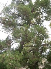  צילום: GFDL, Juniperus chinensis, License migration completed
