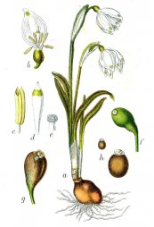  צילום: CC-PD-Mark, Deutschlands Flora in Abbildungen (Monocotyledonae), Leucojum vernum - botanical illustrations