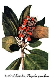  צילום: Magnolia grandiflora - botanical illustrations, Mary Vaux Walcott, PD-Art (PD-US-not renewed)