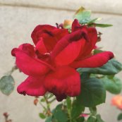 ורד אוקלהומה