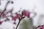  צילום: GFDL, License migration redundant, Prunus campanulata