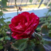 ורד פורפל טייגר