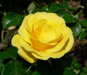 ורד פרידום