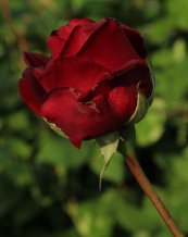 ורד אינגריד ברגמן™