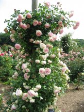 ורד עדן רוז™ (ארנונה)